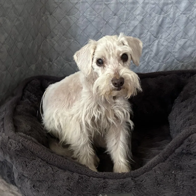 A senior small-sized male White / Cream Miniature Schnauzer dog named Jeremy for adoption in Spring, TX