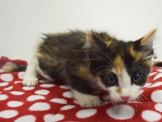 A baby small-sized female Domestic Medium Hair cat named Shark for adoption in Sacramento, CA