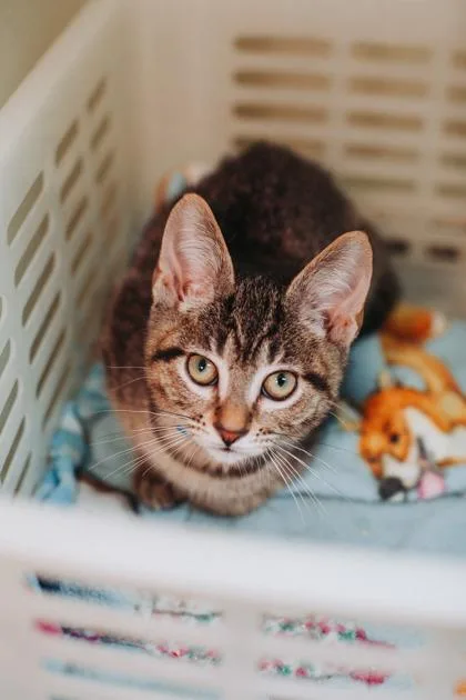 A baby small-sized male Domestic Short Hair cat named A Figgy PetSmart West for adoption in North Charleston, SC