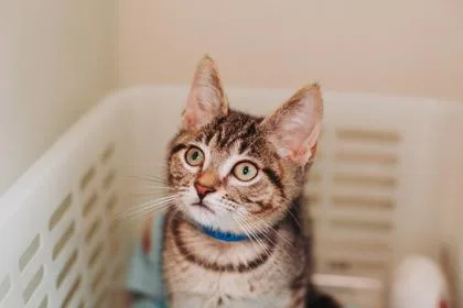 A Figgy PetSmart West thumbnail 2