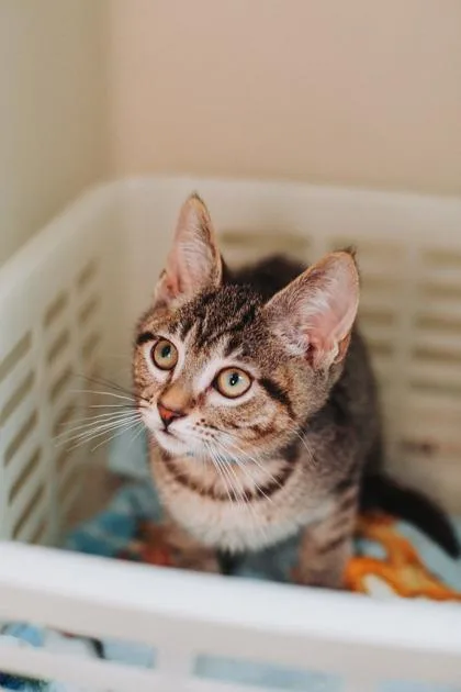 A Figgy PetSmart West thumbnail 3