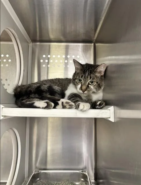 An adult medium-sized female Domestic Short Hair cat named Sarafina for adoption in Saint Peters, MO