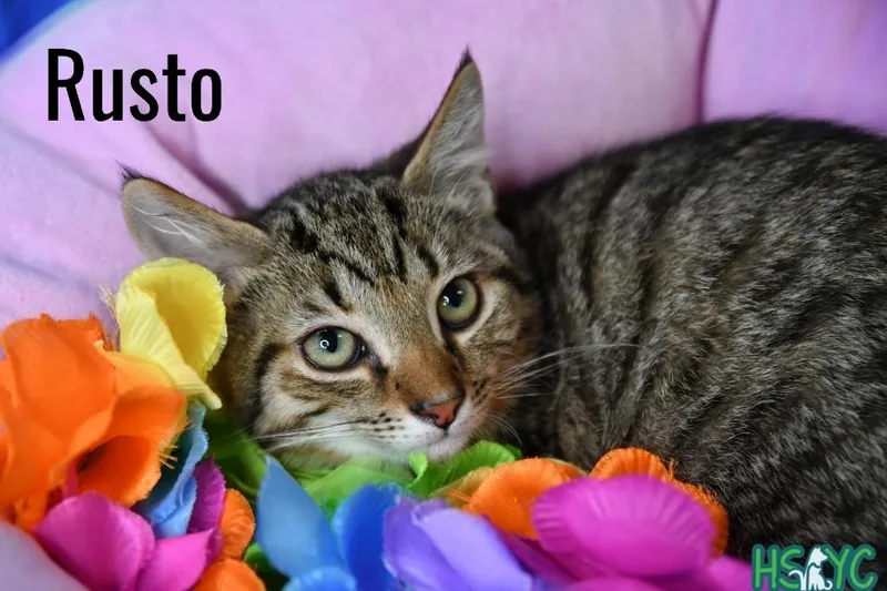 A baby medium-sized male Domestic Short Hair cat named Rusto for adoption in Fort Mill, SC