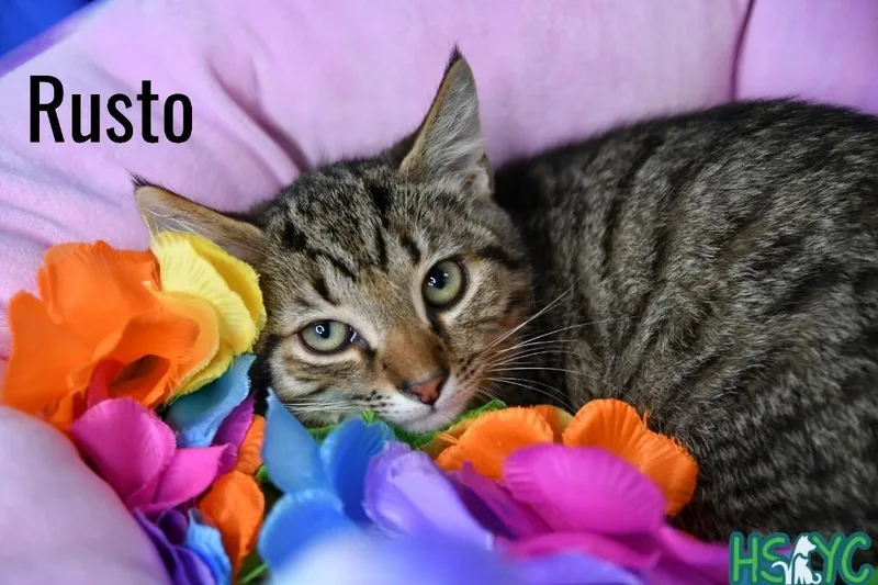 Rusto thumbnail 2