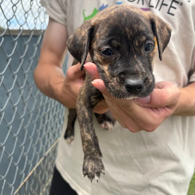 A baby small-sized female Black Mixed Breed dog named Indigo for adoption in Tulsa, OK