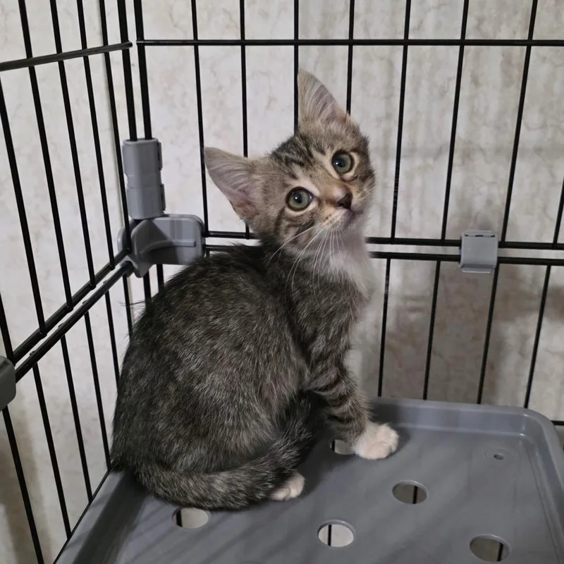 A baby small-sized male Domestic Short Hair cat named Mario for adoption in Valdosta , GA