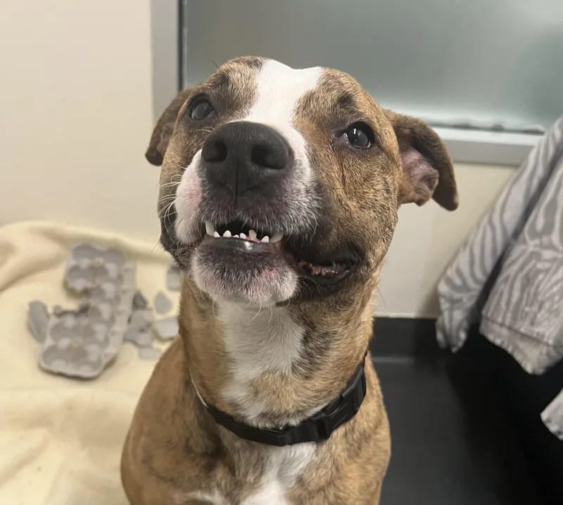 An adult medium-sized male Brindle Mixed Breed dog named Mackerel for adoption in Ithaca, NY