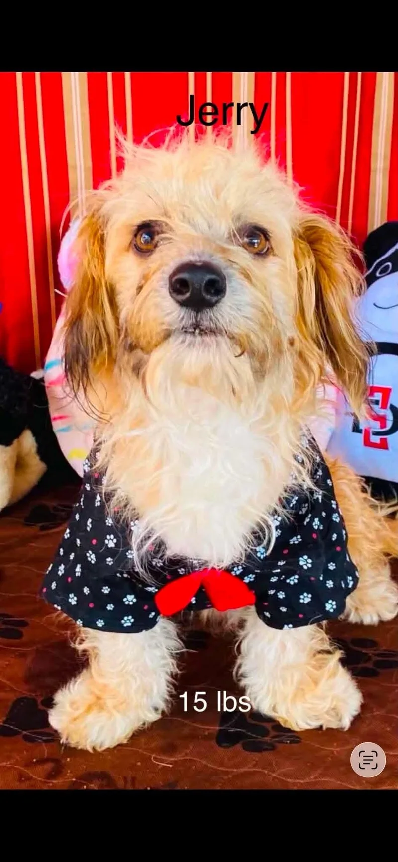 A young small-sized male Lhasa Apso dog named Jerry for adoption in Windsor, CO