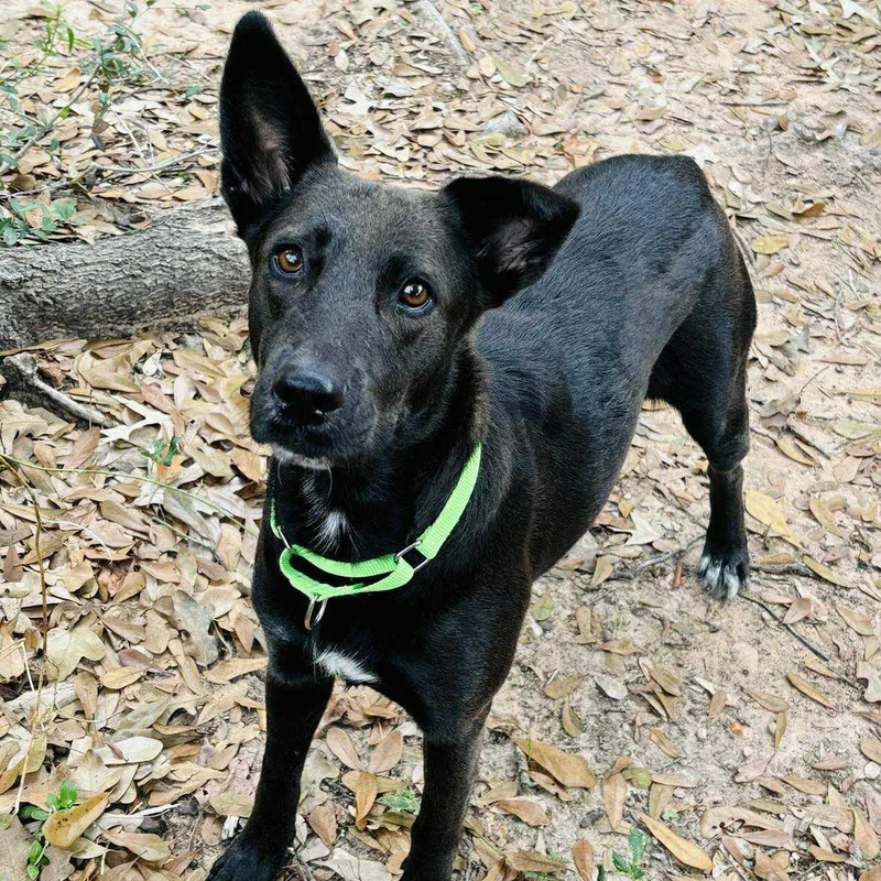 An adult medium-sized female Black Shepherd dog named Meg for adoption in Spring, TX