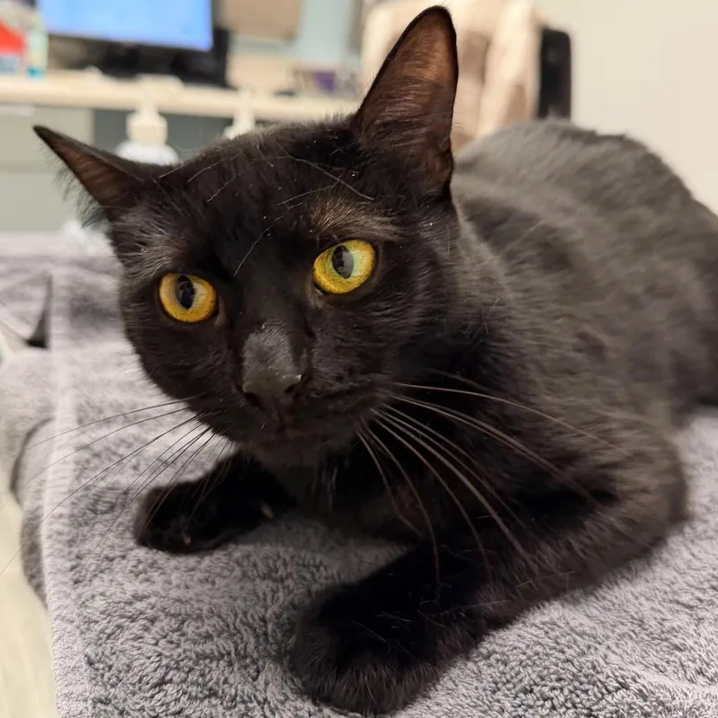 An adult medium-sized female Black Domestic Short Hair cat named Onyx for adoption in Jacksonville, FL