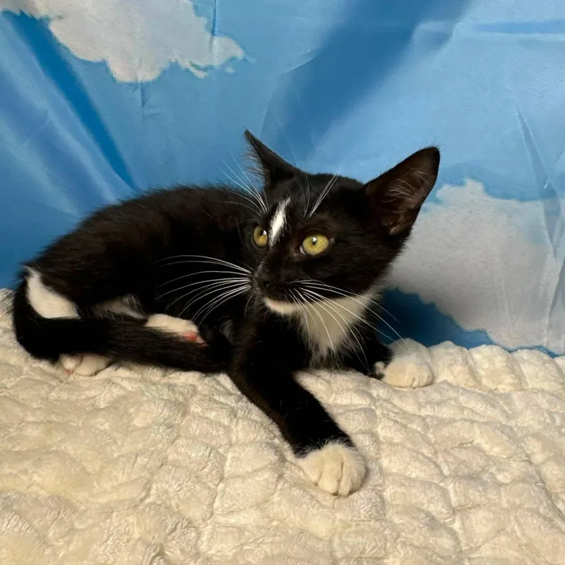 A baby small-sized female Black & White / Tuxedo Tuxedo cat named Sunshine for adoption in Greensburg, PA