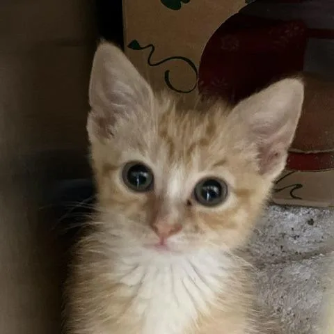 A baby small-sized male Orange / Red Domestic Short Hair cat named Tyler for adoption in Baltimore, MD