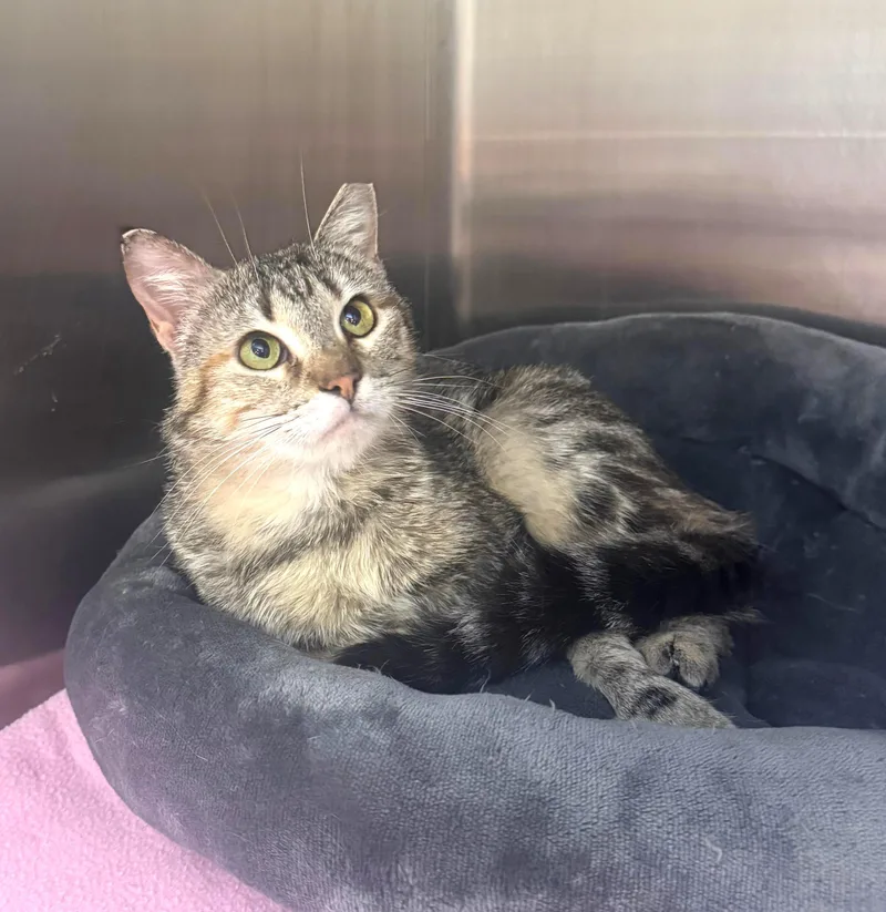 A young medium-sized female Torbie Domestic Short Hair cat named Mysti for adoption in Fort Worth, TX