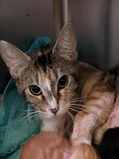 A young large-sized female Domestic Short Hair cat named Sugar for adoption in Los Angeles, CA