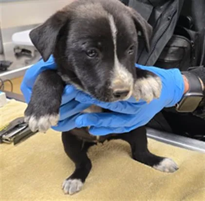 A young small-sized female Australian Cattle Dog / Blue Heeler dog named Ghoul for adoption in Riverside, CA