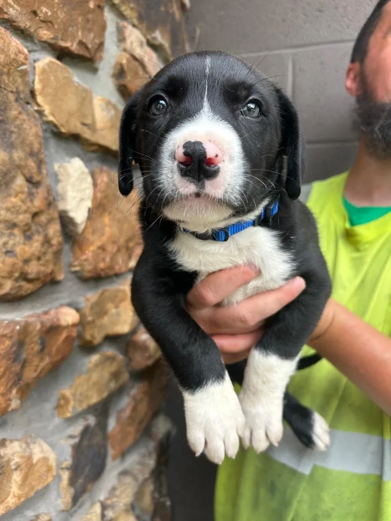 A baby medium-sized male Pit Bull Terrier dog named Dak for adoption in Russellville, KY