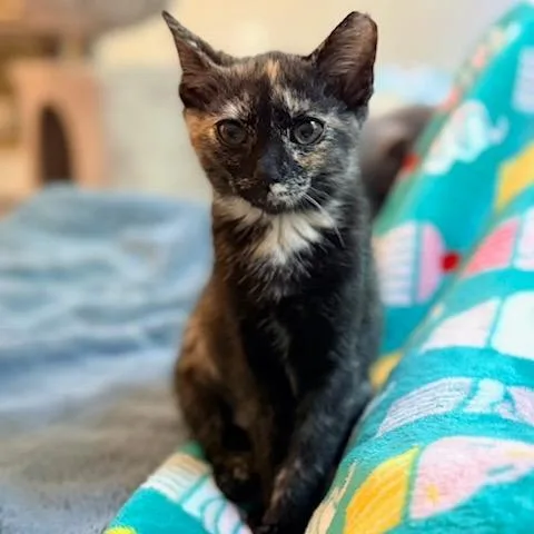 A baby medium-sized female Tortoiseshell Domestic Short Hair cat named Valor for adoption in Mooresville, NC