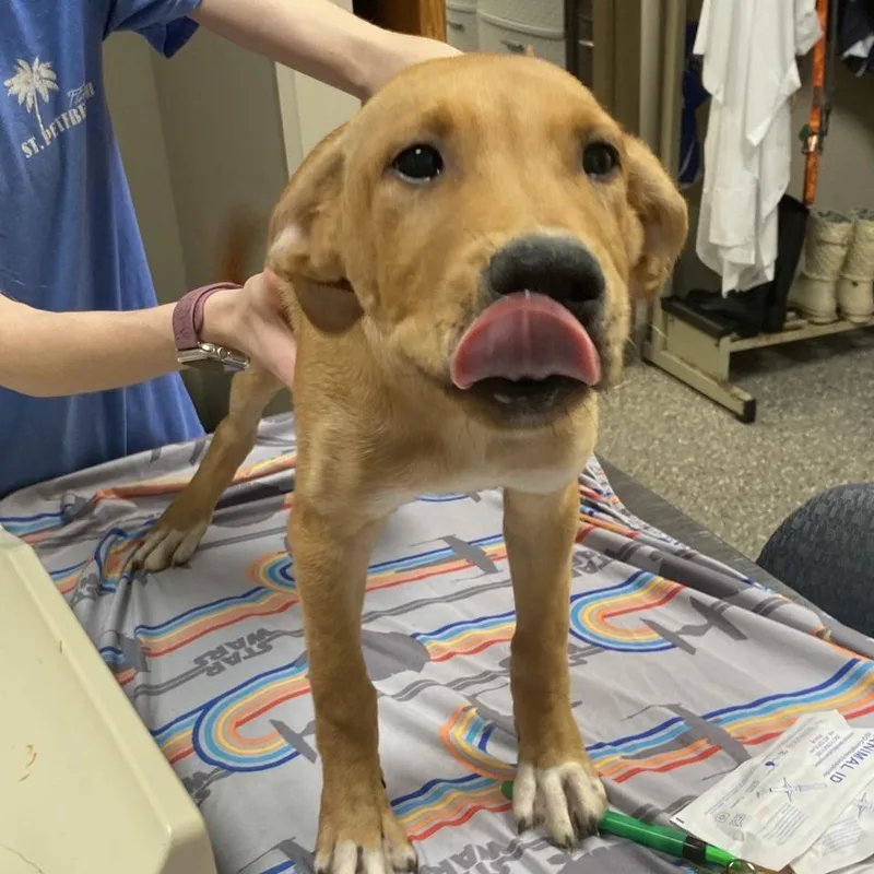 A baby medium-sized male Mixed Breed dog named Fanta for adoption in Norfolk, NE