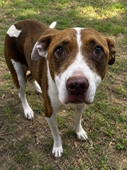 A senior medium-sized female Brown / Chocolate Terrier dog named Daisy for adoption in Inverness, FL
