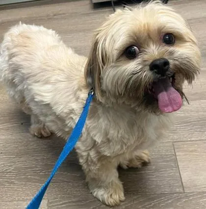 An adult small-sized male Shih Tzu dog named Kailow for adoption in Annapolis, MD