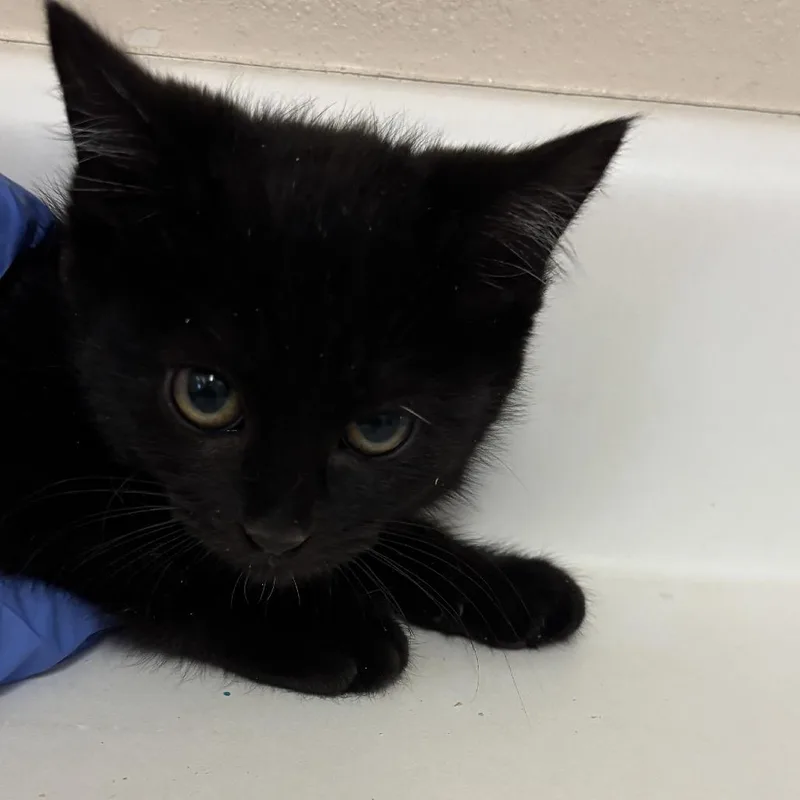 A baby small-sized female Black Domestic Short Hair cat named Dane for adoption in Salt Lake City, UT