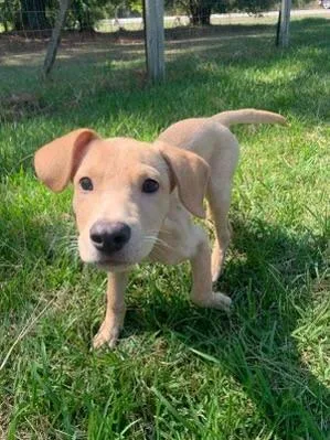 A baby medium-sized male Hound dog named Kane for adoption in Medfield, MA
