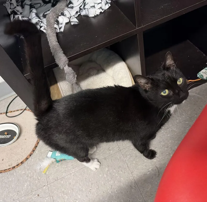 An adult small-sized female Black Domestic Short Hair cat named Juliet for adoption in Alexandria, VA