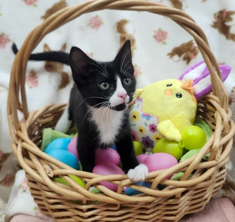 A baby small-sized female Domestic Short Hair cat named Wynter for adoption in Little Rock, AR
