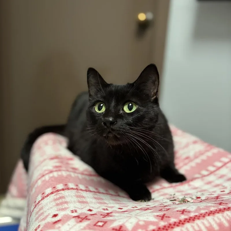 A senior large-sized female Black Domestic Short Hair cat named Princess Leia for adoption in Fargo, ND