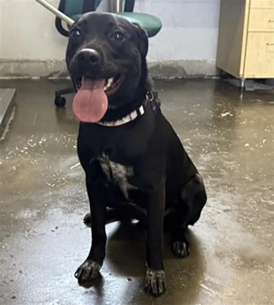 A young medium-sized female Pit Bull Terrier dog named Jasmine for adoption in Camarillo, CA