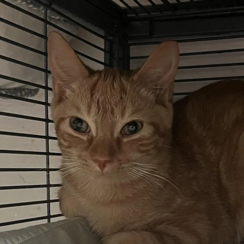 A baby small-sized male Orange / Red Domestic Short Hair cat named Tomcat Cruise for adoption in Birmingham, AL