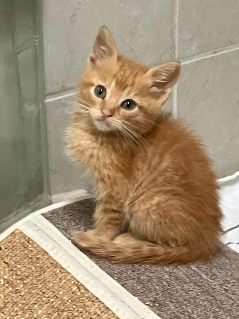 A baby medium-sized male Domestic Short Hair cat named Tommy for adoption in San Pedro, CA