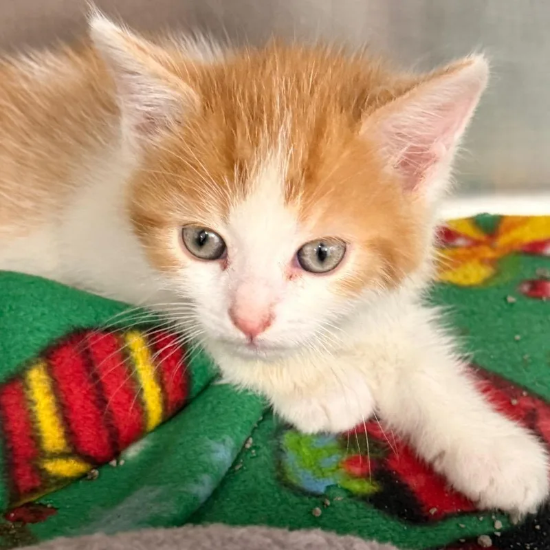 A baby small-sized male Orange / Red Domestic Medium Hair cat named Zander for adoption in Evansville, IN