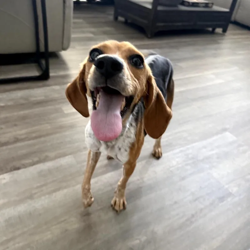 An adult small-sized female Brown / Chocolate Beagle dog named Bambi for adoption in Austin, TX