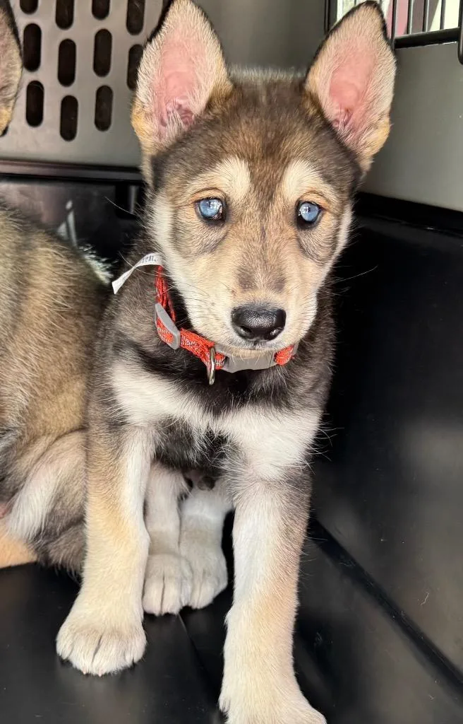 A baby large-sized male Husky dog named Sten for adoption in Claremore, OK
