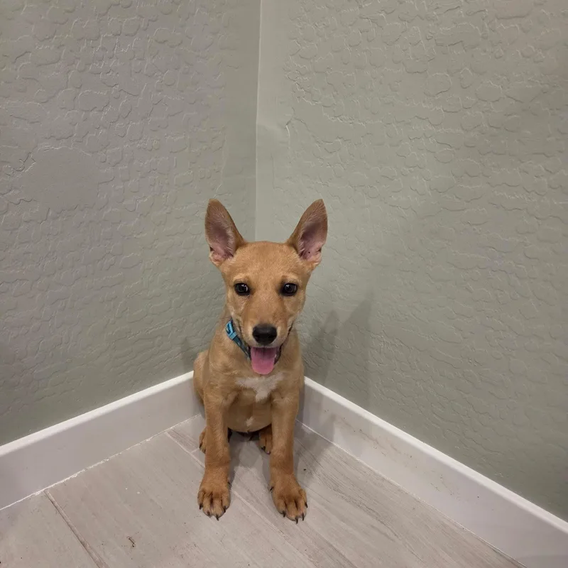 A baby medium-sized male Yellow / Tan / Blond / Fawn Chihuahua dog named Moulder for adoption in Phoenix, AZ