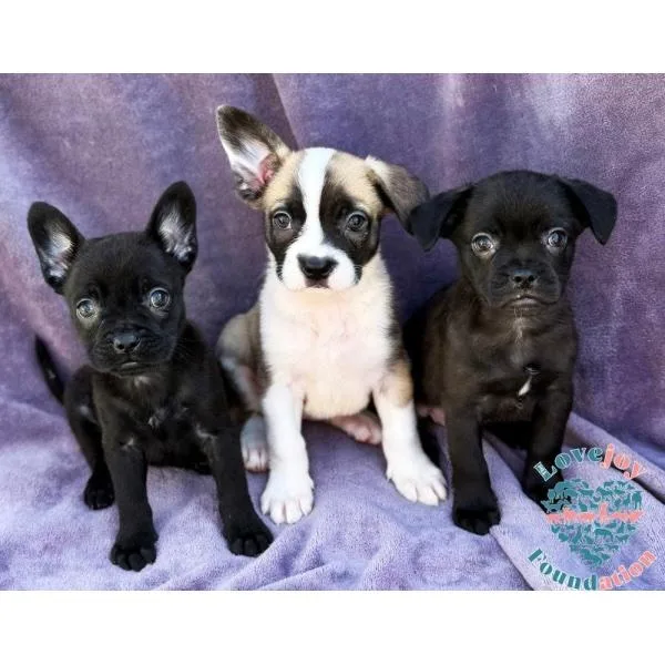 A baby medium-sized female Black French Bulldog dog named Sesame Litter for adoption in Inglewood, CA