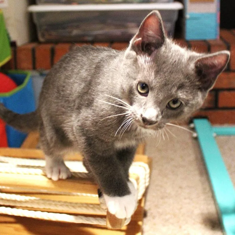 Peanut Butter thumbnail 2