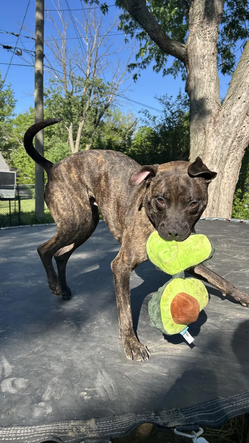 A young medium-sized male Brindle Mixed Breed dog named Buggy for adoption in Roachdale, IN