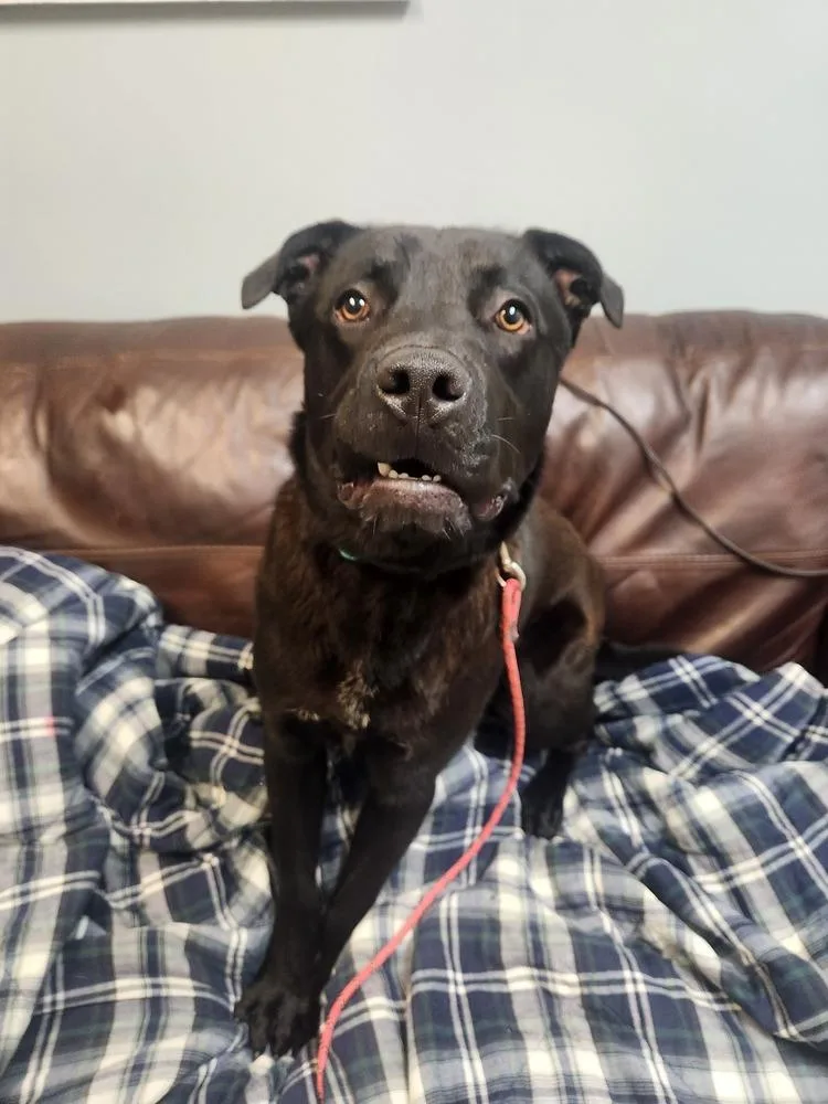 An adult medium-sized male Black Labrador Retriever dog named Black Jack for adoption in Lexington, TN