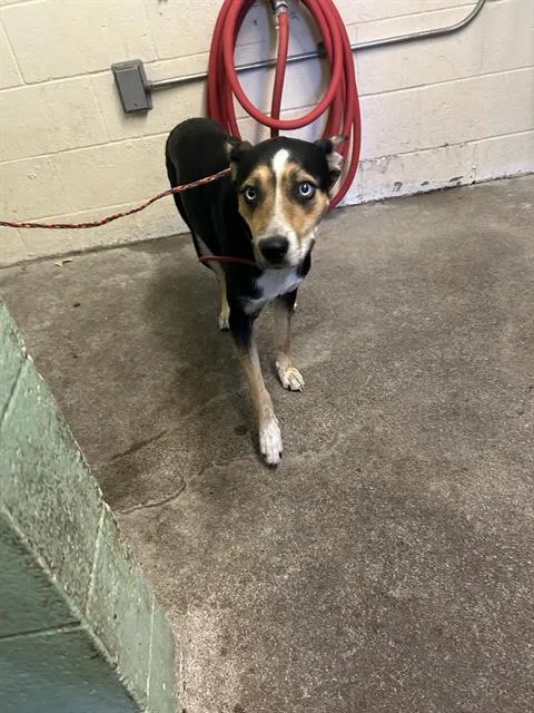 A young medium-sized female Australian Kelpie dog named Butterfly for adoption in Sacramento, CA