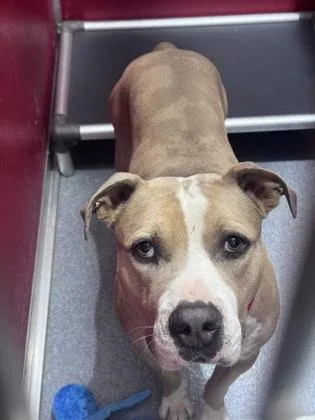 An adult large-sized male Mixed Breed dog named Blue for adoption in West Chester, PA