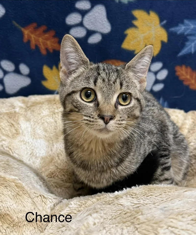 A baby medium-sized male Tabby (Tiger Striped) Domestic Short Hair cat named Chance for adoption in Logan, OH