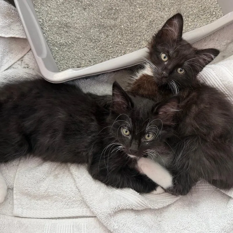A baby small-sized male Black Domestic Medium Hair cat named Popsicle for adoption in Pleasanton, CA