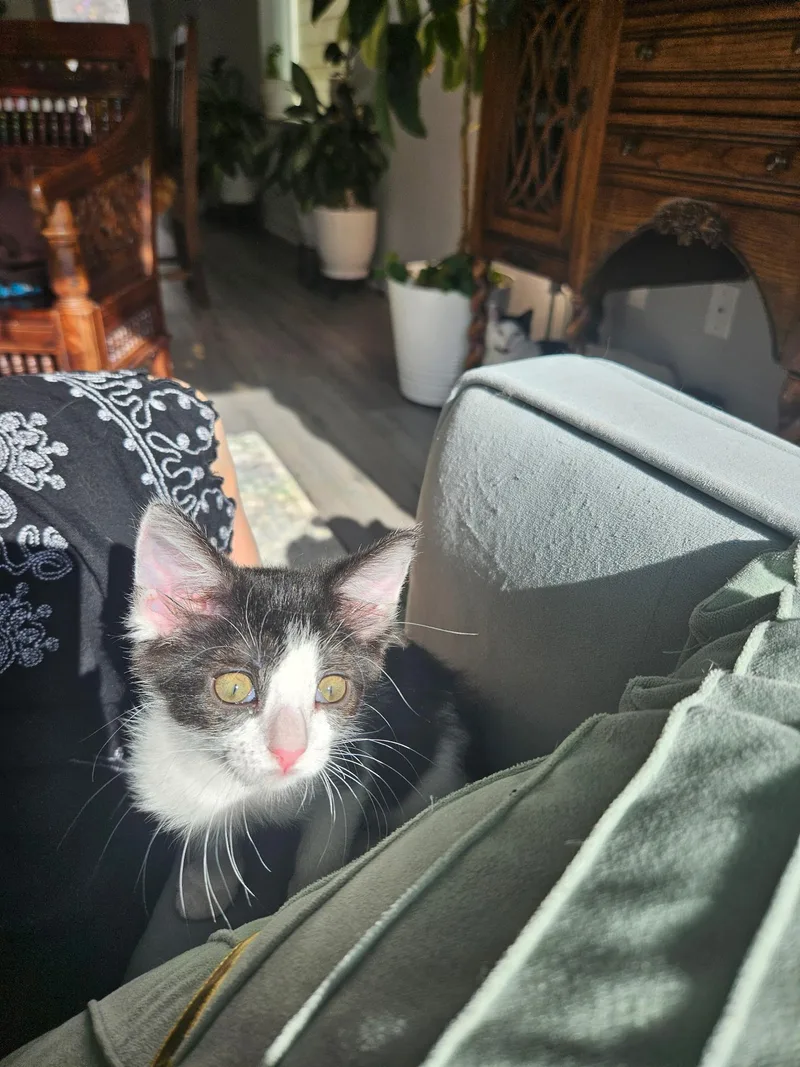 A baby small-sized female Black & White / Tuxedo Domestic Short Hair cat named Sunny for adoption in Pearland, TX