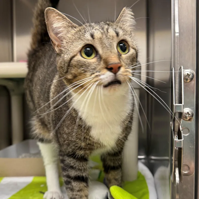 An adult medium-sized female Tabby (Brown / Chocolate) Domestic Short Hair cat named Mia for adoption in St. Augustine, FL