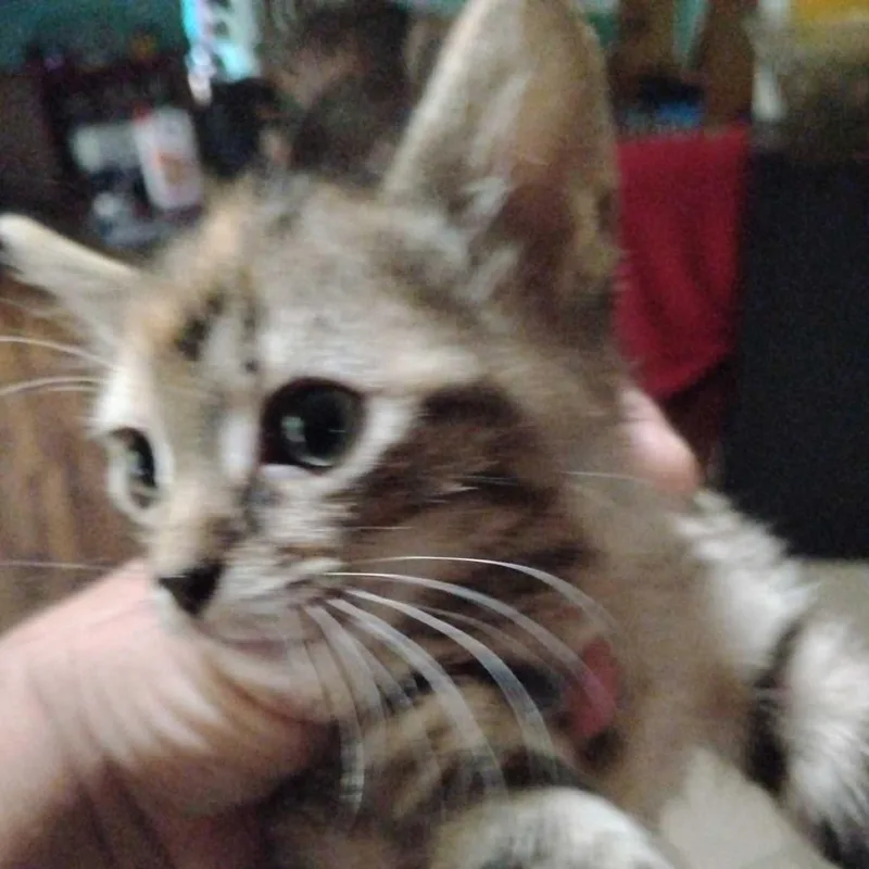 Riley thumbnail 2