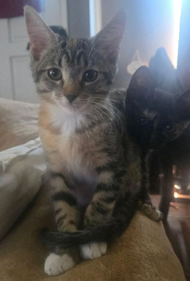 A baby medium-sized female Tortoiseshell cat named Fumee for adoption in Seal Beach, CA