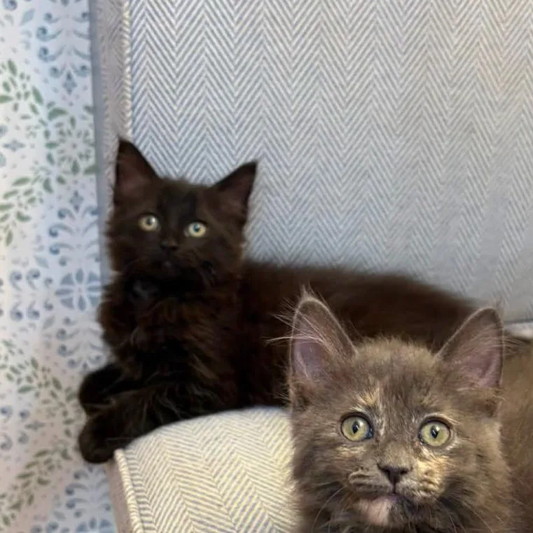 A baby small-sized female Domestic Long Hair cat named Fairy God Mother for adoption in Dearborn, MI