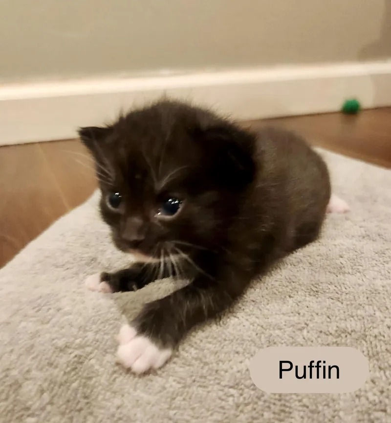 A baby small-sized female Black & White / Tuxedo Domestic Short Hair cat named Puffin for adoption in Chalfont, PA